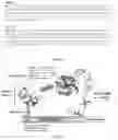 Fig. 02 - Membrane-type metalloprotease inhibitory protein and pharmaceutical and pharmaceutical composition containing same, and respective uses thereof