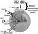 Fig. 01 - COMPOSITIONS AND METHOD OF MODULATING GROWTH FACTOR FUNCTION