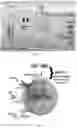 Fig. 02 - COMPOSITIONS AND METHOD OF MODULATING GROWTH FACTOR FUNCTION