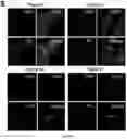 Fig. 22 - COMPOSITIONS AND METHOD OF MODULATING GROWTH FACTOR FUNCTION