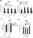 Fig. 28 - COMPOSITIONS AND METHOD OF MODULATING GROWTH FACTOR FUNCTION