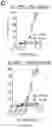 Fig. 32 - COMPOSITIONS AND METHOD OF MODULATING GROWTH FACTOR FUNCTION