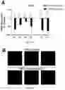 Fig. 34 - COMPOSITIONS AND METHOD OF MODULATING GROWTH FACTOR FUNCTION
