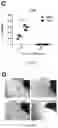 Fig. 35 - COMPOSITIONS AND METHOD OF MODULATING GROWTH FACTOR FUNCTION