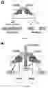 Fig. 37 - COMPOSITIONS AND METHOD OF MODULATING GROWTH FACTOR FUNCTION