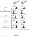 Fig. 12 - ANTIBODIES THAT BIND HUMAN CANNABINOID 1 (CB1) RECEPTOR