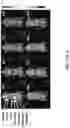 Fig. 31 - ANTIBODIES THAT BIND HUMAN CANNABINOID 1 (CB1) RECEPTOR