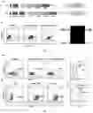 Fig. 02 - CD7 CHIMERIC ANTIGEN RECEPTOR-MODIFIED NK-92MI CELL AND USE THEREOF