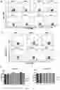 Fig. 04 - CD7 CHIMERIC ANTIGEN RECEPTOR-MODIFIED NK-92MI CELL AND USE THEREOF