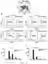 Fig. 07 - CD7 CHIMERIC ANTIGEN RECEPTOR-MODIFIED NK-92MI CELL AND USE THEREOF