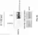 Fig. 08 - METHODS OF USE OF ANTI-TREM2 ANTIBODIES