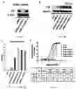 Fig. 07 - Insulin receptor aptamer and pharmaceutical composition for treating diabetes comprising the same
