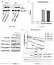 Fig. 08 - Insulin receptor aptamer and pharmaceutical composition for treating diabetes comprising the same