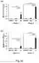 Fig. 15 - RECOMBINANT VIRUSES, INSECT CELLS AND THEIR USES IN VIRAL DETECTION AND VACCINATION