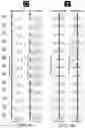 Fig. 13 - MISALIGNMENT-RESILIENT DIFFRACTIVE OPTICAL NEURAL NETWORKS