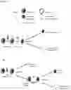 Fig. 02 - Yeast proteins