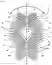 Fig. 02 - Back protection device for the practice of sporting activities