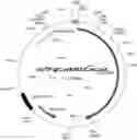 Fig. 01 - IMMUNOGENIC COMPOSITION COMPRISING CYAA-DERIVED POLYPEPTIDE PROMOTING A TH1/TH17-ORIENTED IMMUNE RESPONSE