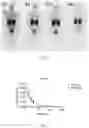 Fig. 02 - VISUALIZATION OF HER2 EXPRESSION IN HUMAN PATIENTS