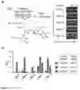Fig. 03 - RED LIGHT-CONTROLLED PROTEIN DIMERIZATION SYSTEMS
