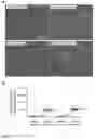 Fig. 07 - RED LIGHT-CONTROLLED PROTEIN DIMERIZATION SYSTEMS