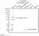 Fig. 09 - RED LIGHT-CONTROLLED PROTEIN DIMERIZATION SYSTEMS