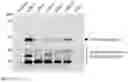 Fig. 13 - RED LIGHT-CONTROLLED PROTEIN DIMERIZATION SYSTEMS