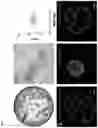 Fig. 06 - ISOLATION AND FUNCTIONAL ANALYSIS OF EPITHELIAL PROGENITOR CELLS FROM THE HUMAN LUNG