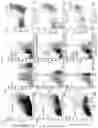 Fig. 08 - ISOLATION AND FUNCTIONAL ANALYSIS OF EPITHELIAL PROGENITOR CELLS FROM THE HUMAN LUNG