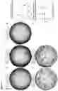 Fig. 09 - ISOLATION AND FUNCTIONAL ANALYSIS OF EPITHELIAL PROGENITOR CELLS FROM THE HUMAN LUNG
