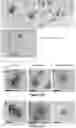 Fig. 07 - A LIVE AND ATTENUATED FLAVIVIRUS COMPRISING A MUTATED M PROTEIN