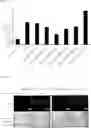 Fig. 02 - Double Stranded RNA Specifically Inhibiting Expression of IL-23 and Pharmaceutical Composition Comprising Same