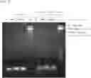 Fig. 08 - Double Stranded RNA Specifically Inhibiting Expression of IL-23 and Pharmaceutical Composition Comprising Same