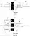 Fig. 02 - System and Method for Obtaining Accurate Measurements and Quantification of X-Ray Image from Estimation of Key Anatomical Locations