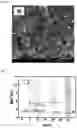 Fig. 07 - Composite catalyst for positive electrode of aqueous rechargeable battery, method for preparing the composite catalyst, positive electrode for aqueous rechargeable battery including the composite catalyst and aqueous rechargeable battery including the positive electrode
