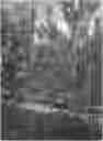 Fig. 01 - WHITE NECTARINE TREE NAMED 'NECTARDALI'