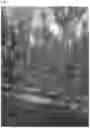 Fig. 02 - WHITE NECTARINE TREE NAMED 'NECTARDALI'