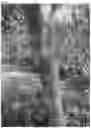 Fig. 03 - WHITE NECTARINE TREE NAMED 'NECTARDALI'