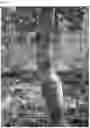 Fig. 04 - WHITE NECTARINE TREE NAMED 'NECTARDALI'