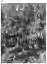 Fig. 02 - WHITE NECTARINE TREE NAMED 'NECTARCIEL'