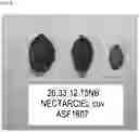 Fig. 06 - WHITE NECTARINE TREE NAMED 'NECTARCIEL'