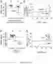 Fig. 08 - COMPOSITIONS AND METHODS FOR A UNIVERSAL CLINICAL TEST FOR OLFACTORY DYSFUNCTION