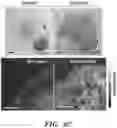 Fig. 06 - LIVING CELLS ENGINEERED WITH POLYPHENOL-FUNCTIONALIZED BIOLOGICALLY ACTIVE NANOCOMPLEXES