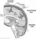 Fig. 01 - MOLECULAR TRANSPORT SYSTEM TO THE CENTRAL NERVOUS SYSTEM