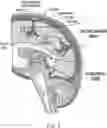 Fig. 02 - MOLECULAR TRANSPORT SYSTEM TO THE CENTRAL NERVOUS SYSTEM
