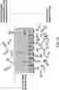Fig. 11 - MOLECULAR TRANSPORT SYSTEM TO THE CENTRAL NERVOUS SYSTEM
