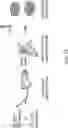 Fig. 17 - MOLECULAR TRANSPORT SYSTEM TO THE CENTRAL NERVOUS SYSTEM