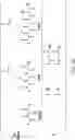 Fig. 29 - MOLECULAR TRANSPORT SYSTEM TO THE CENTRAL NERVOUS SYSTEM