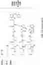 Fig. 30 - MOLECULAR TRANSPORT SYSTEM TO THE CENTRAL NERVOUS SYSTEM