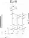 Fig. 37 - MOLECULAR TRANSPORT SYSTEM TO THE CENTRAL NERVOUS SYSTEM